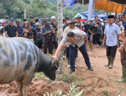 Bupati Syukur Hadiri Mantai Kerbau, Warga Pangkalan Jambu Potong 75 Kerbau