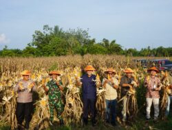 Kajari Merangin Hadiri Panen Raya Jagung, Dukung Ketahanan Pangan